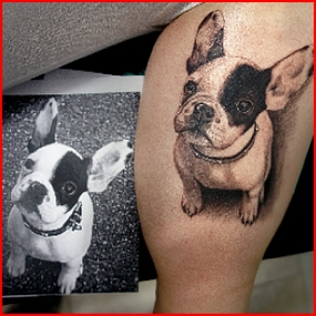 bull dog francés.jpg