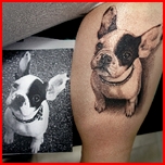 bull dog francés.jpg