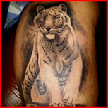 tigre blanco curado.jpg